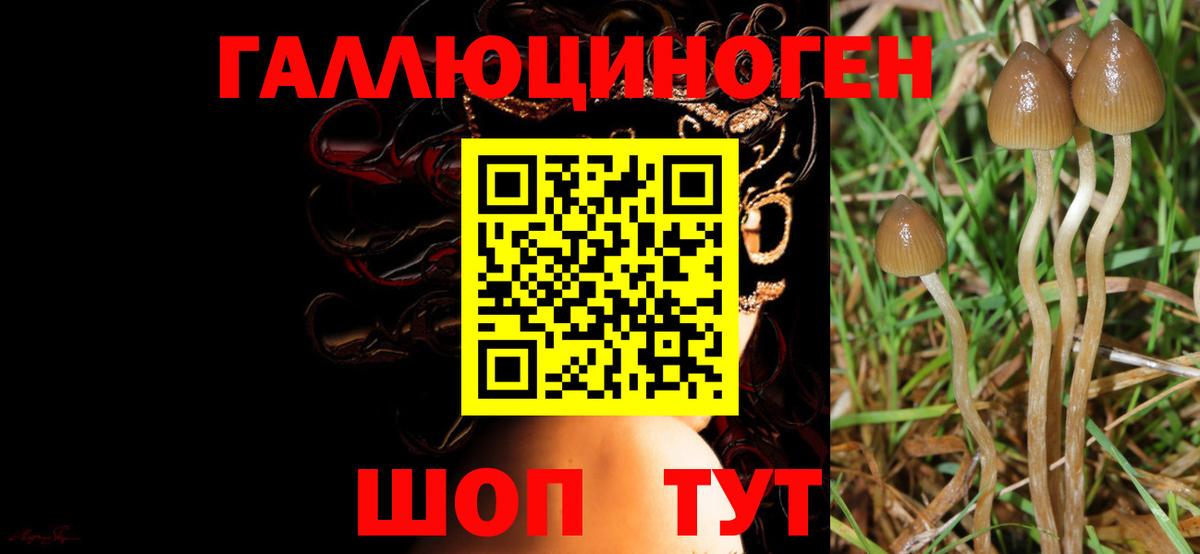 Псилоцибиновые грибы Cubensis  Галлюциногенные грибы мицелий  Карасук  Вход с VPN 